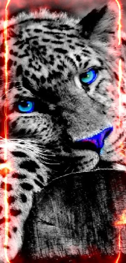 Black and white leopard with blue eyes mobile wallpaper.