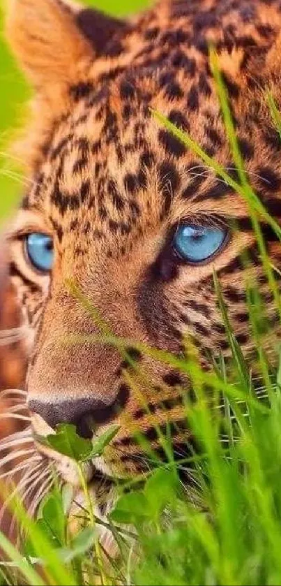 Close-up of a leopard with blue eyes in green grass.