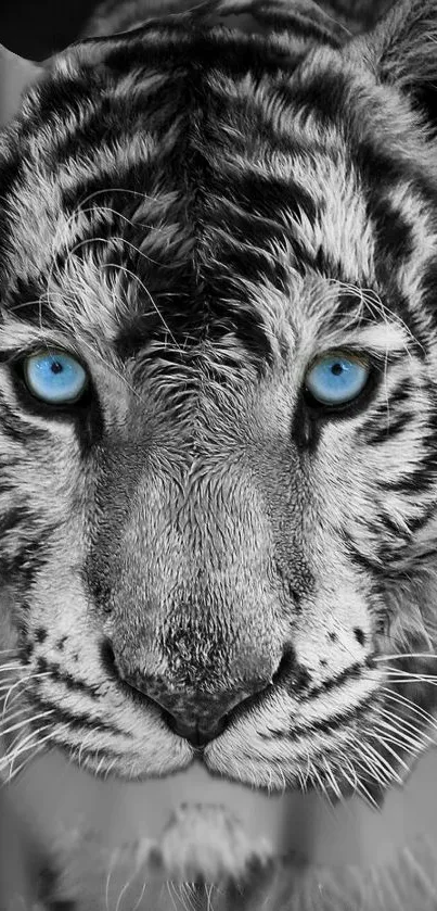 Monochrome tiger with vivid blue eyes in a captivating portrait image.