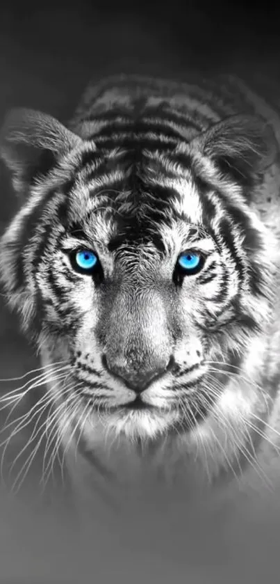 Black and white tiger with striking blue eyes mobile wallpaper.