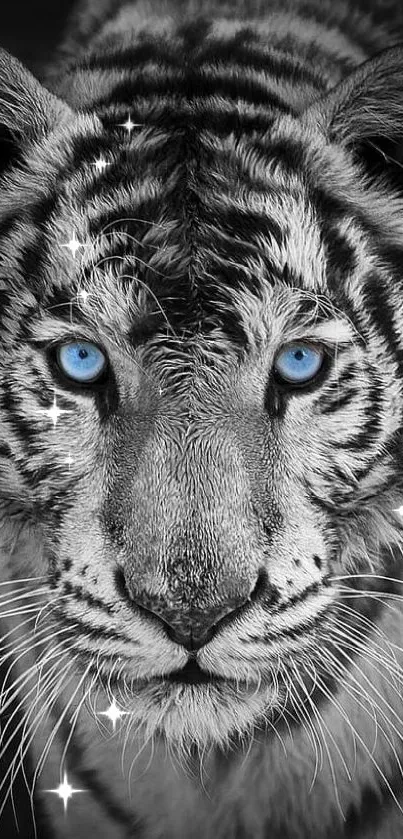 Monochrome tiger with captivating blue eyes in black and white wallpaper.