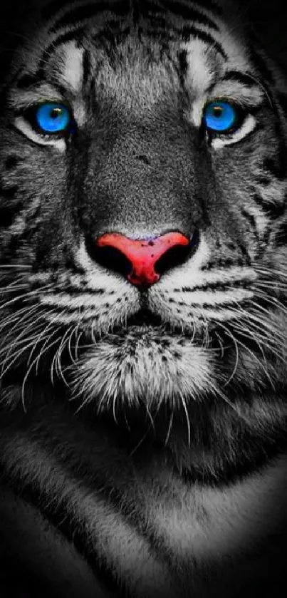 Close-up of a tiger with blue eyes on a black background.