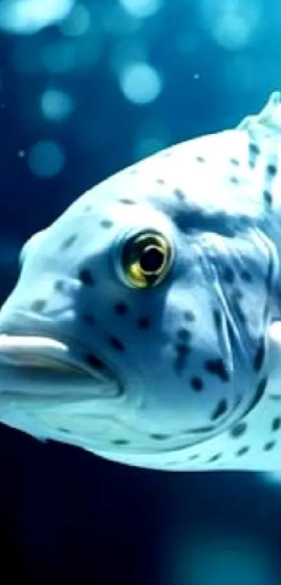 A speckled fish swimming underwater against a blue background.