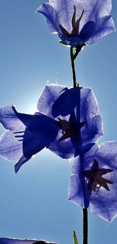 Silhouette of blue flowers against a sunlit sky in a mobile wallpaper.