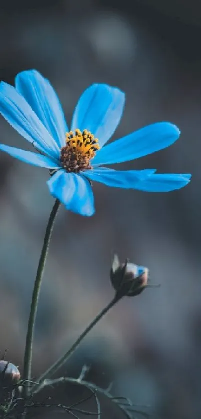 Elegant blue flower with blurred dark background.