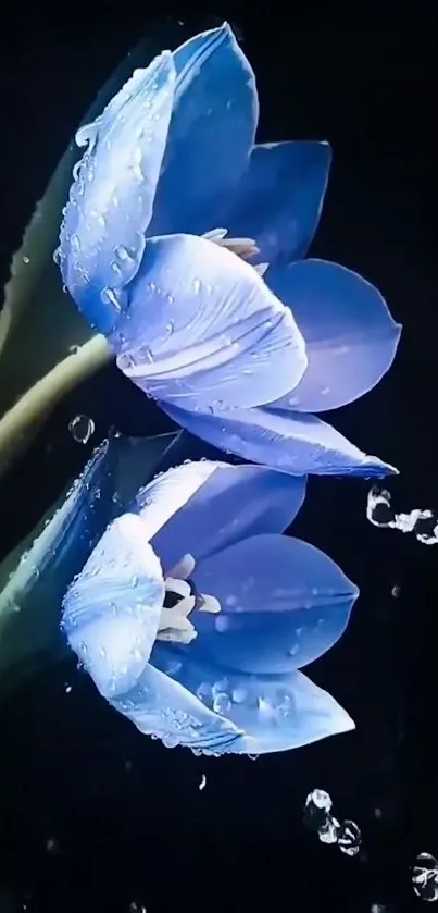 Close-up of blue flowers with water droplets on a dark background.