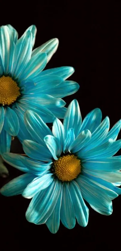 Two vibrant blue flowers on a dark background for mobile wallpaper.