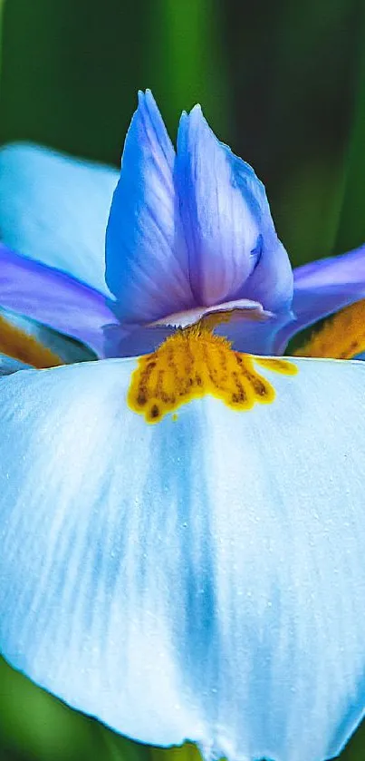 Close-up of a stunning blue iris flower with vibrant petals and delicate details.