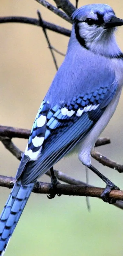 Elegant blue jay on branch mobile wallpaper with natural colors.