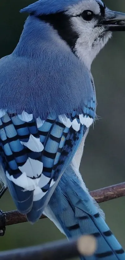 Blue Jay perched elegantly with detailed feathers and vibrant colors.