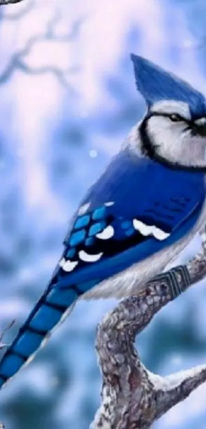 Beautiful blue jay perched on snowy branch in winter scene.