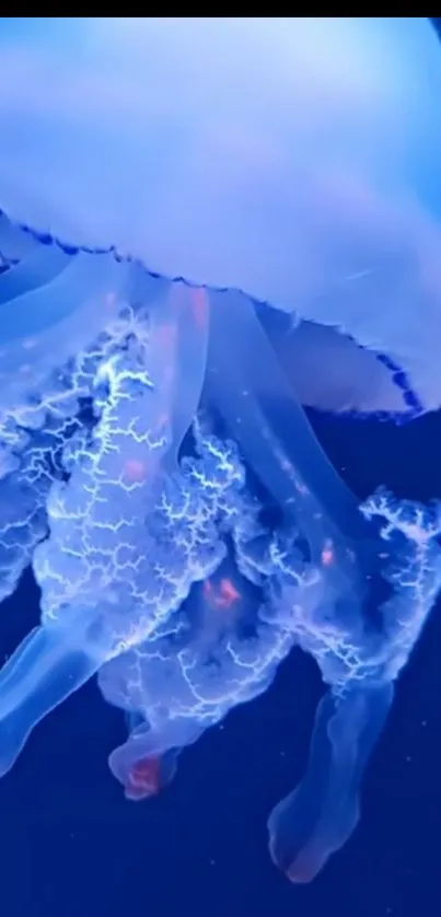 A stunning blue jellyfish glowing underwater against a dark background.