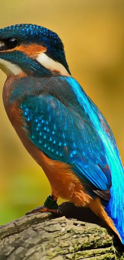 Vibrant blue kingfisher bird perched on a branch with a blurred background.