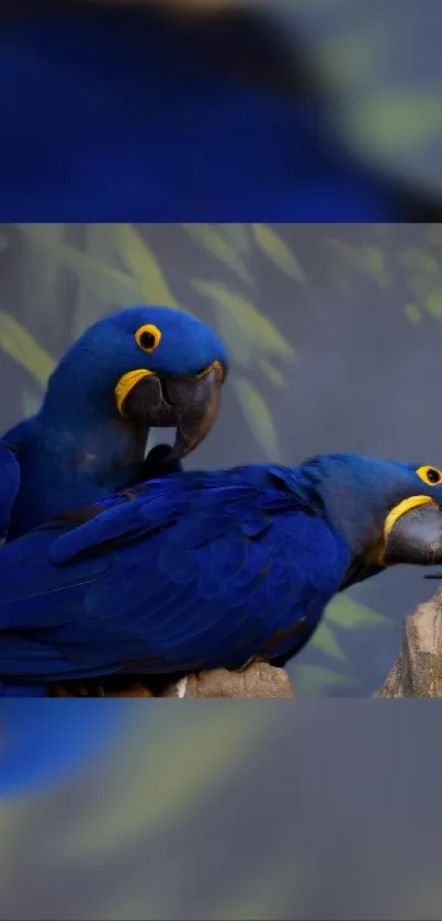 Two blue macaws perched in a lush jungle setting, vibrant and detailed.