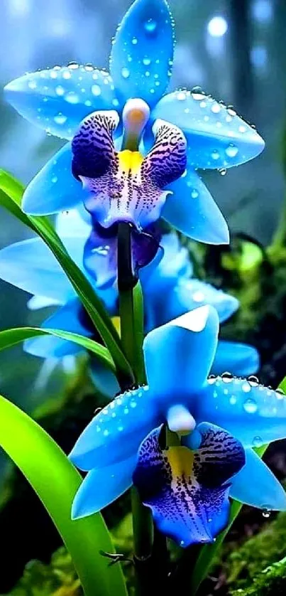 Vibrant blue orchids with dew in a lush, green forest setting.