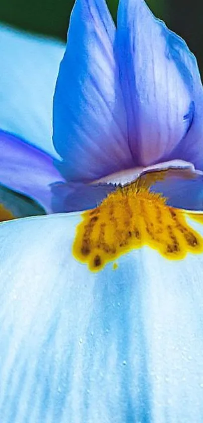 Close-up of vibrant blue and yellow petals in nature.