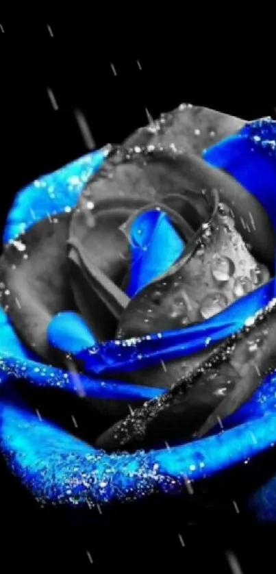 Close-up of a stunning blue rose with water droplets on petals.