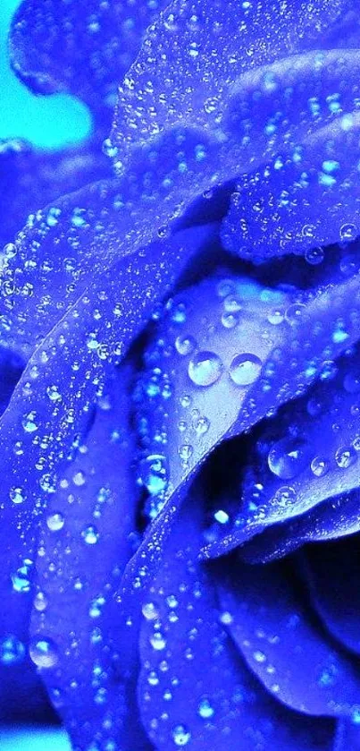 Close-up of a blue rose with dew droplets.