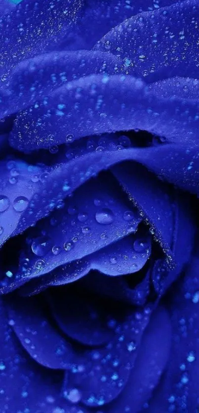 Close-up of a vibrant blue rose with dewdrops, perfect wallpaper.