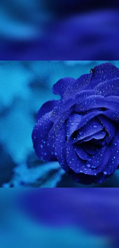 Captivating midnight blue rose wallpaper with delicate petals.