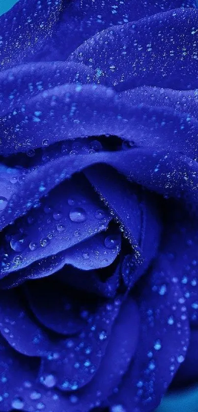 Close-up of a vibrant blue rose with water droplets.