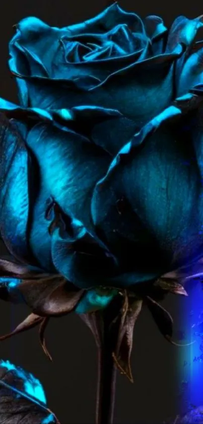 Elegant blue rose with dark background wallpaper.