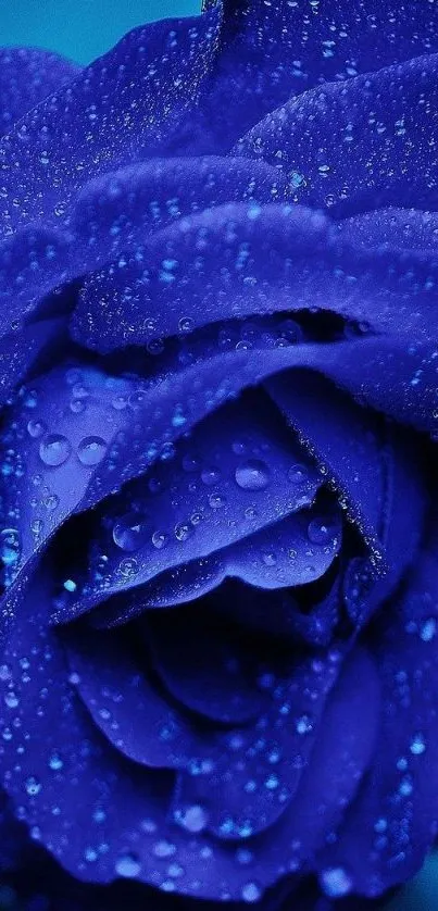 Close-up of a blue rose with dew droplets on a mobile wallpaper.