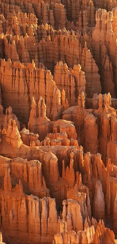 Stunning orange rock formations in Bryce Canyon mobile wallpaper.
