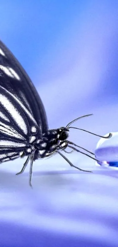 Close-up of butterfly with a water droplet on blue background.