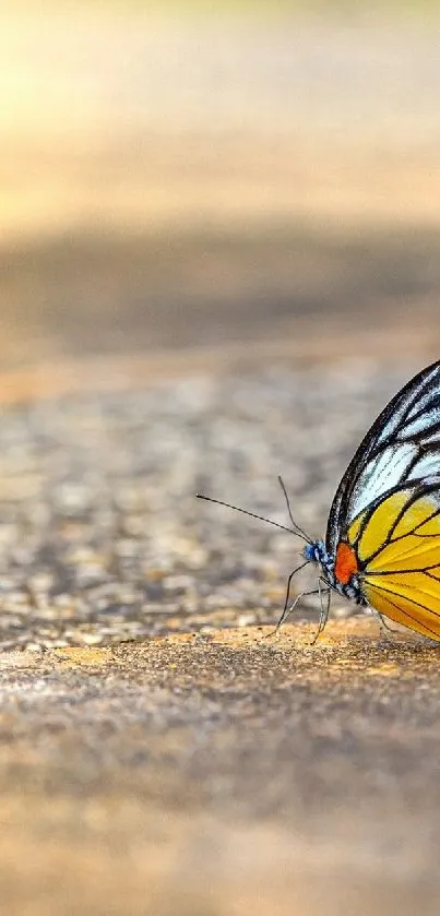 Colorful butterfly resting on textured ground.