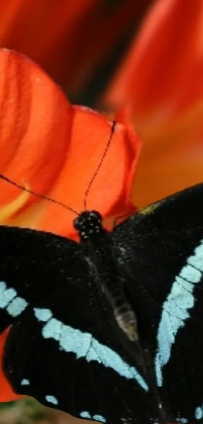 A black butterfly rests on a vibrant orange flower with vivid colors.