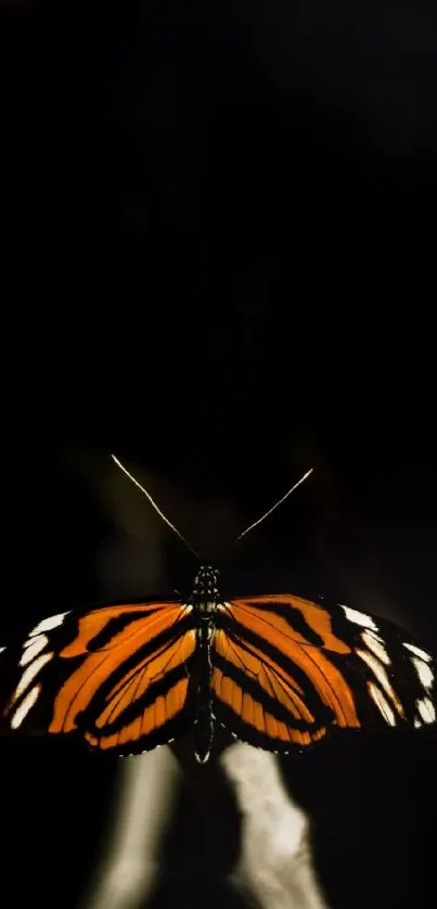 A vibrant orange and black butterfly on a dark background.