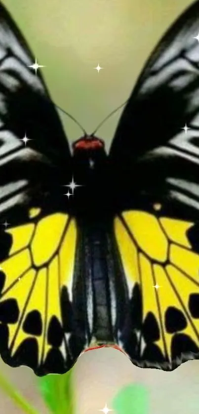 Beautiful yellow and black butterfly on a soft background with sparkles.