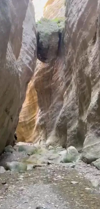 A breathtaking view of a canyon with towering sandstone walls and a serene path.