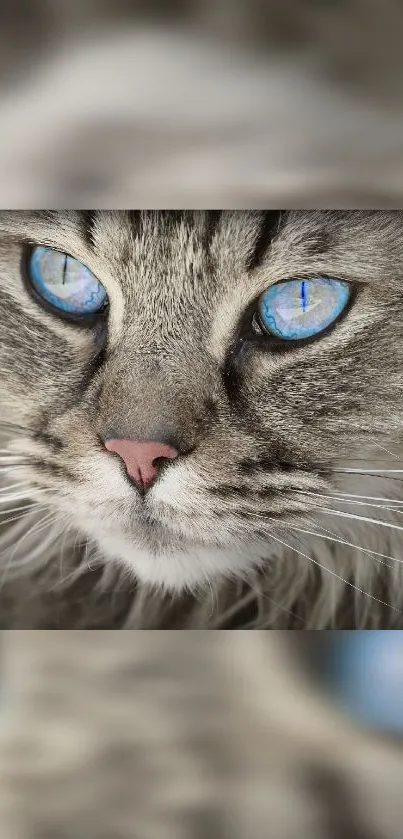 Close-up of a cat with stunning blue eyes and fluffy gray fur.