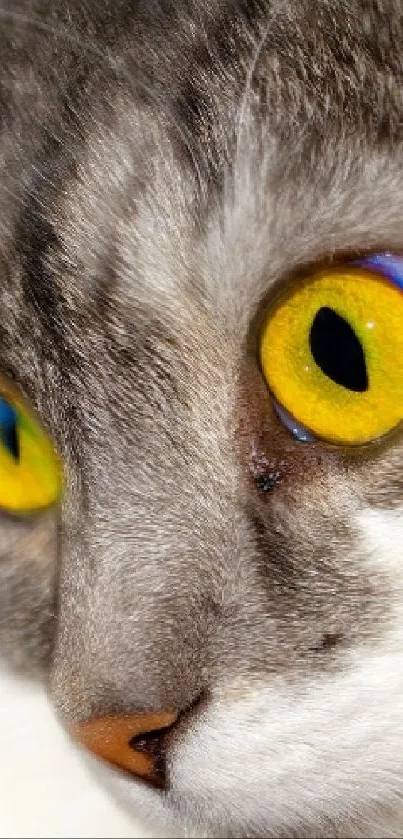 Close-up of a grey cat with striking yellow eyes, perfect for wallpapers.