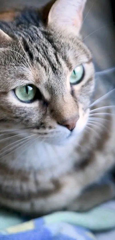 Close-up of a cat with striking green eyes in a serene setting.