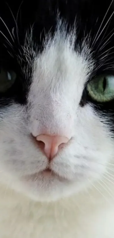 Close-up shot of cat's face with green eyes and soft black and white fur.