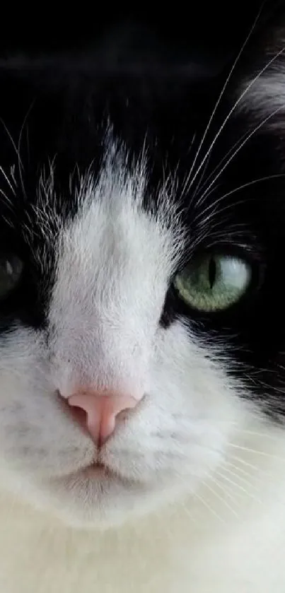 Close-up of a cat's face with green eyes and a pink nose.