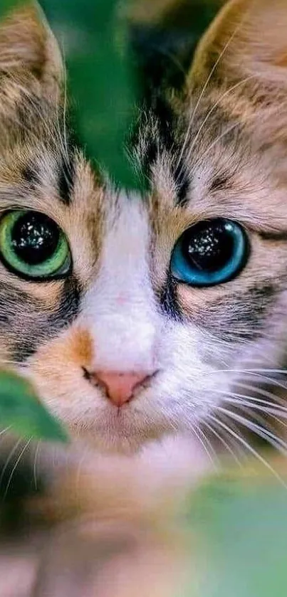 Close-up of a cat with green and blue eyes surrounded by leaves.