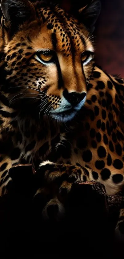 Majestic cheetah in dark setting mobile wallpaper
