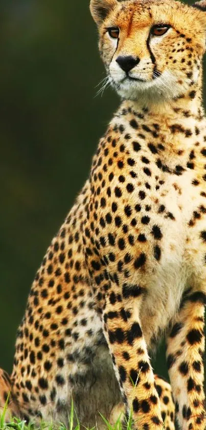 High-resolution cheetah wallpaper showcasing the elegance of this majestic animal.