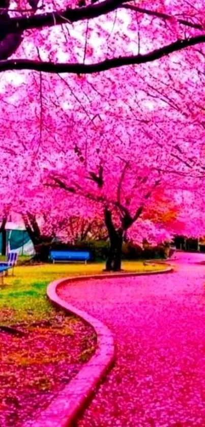 Cherry blossom pathway with vibrant pink blooms.