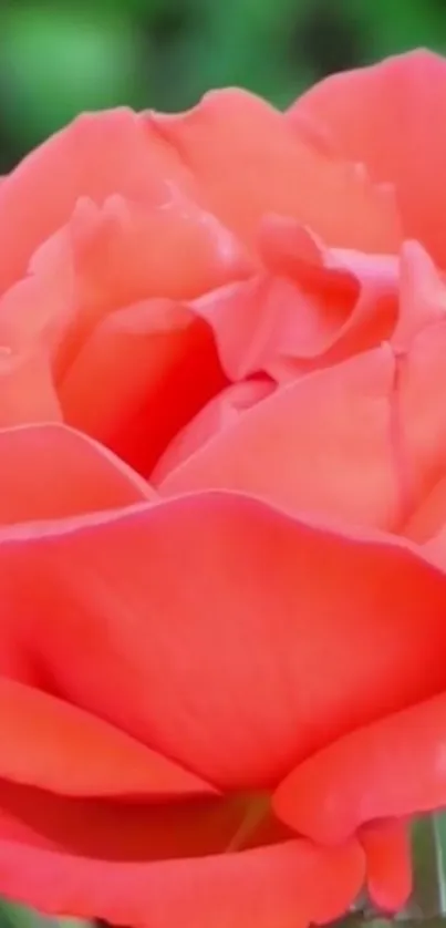 Breathtaking coral rose close-up with vibrant petals.