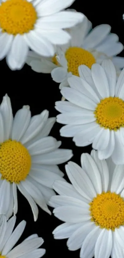 Beautiful daisies with yellow centers on a black background.