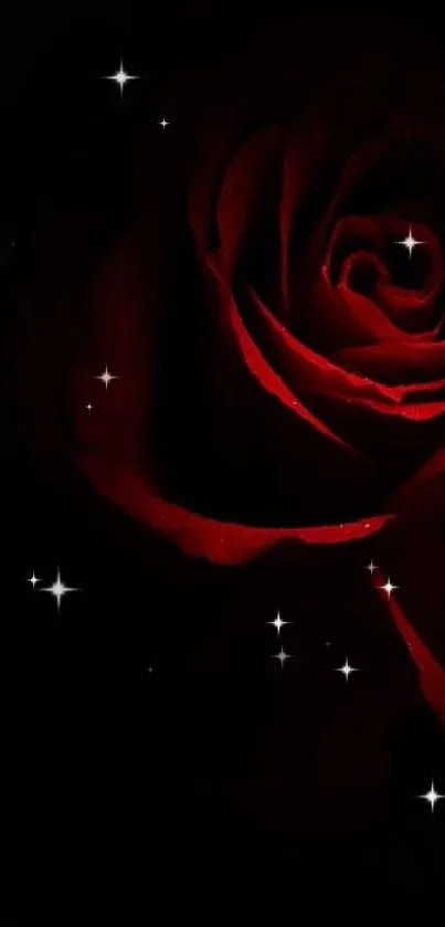 Dark red rose wallpaper with black background.