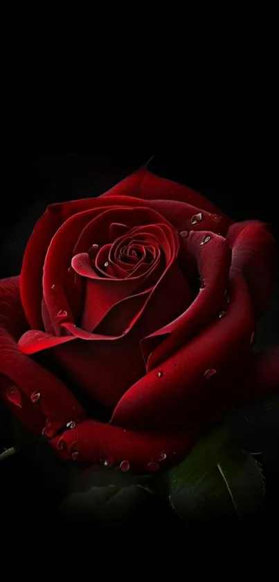 Elegant red rose with droplets on black background.