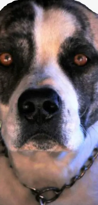 Close-up portrait of a serene dog with brown eyes and a gentle expression.