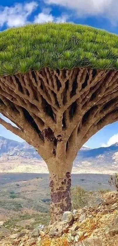 Dragon Blood Tree under a vibrant sky.