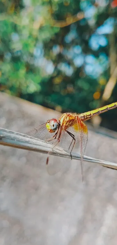 Close-up of a stunning dragonfly on a branch.